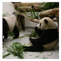 Panda Room, Taipei Zoo,Taiwan